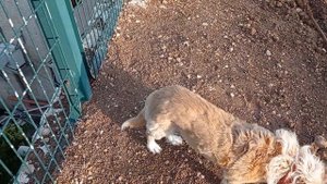 Дерево Айлант. Описание, использование и как выращивать Айлант