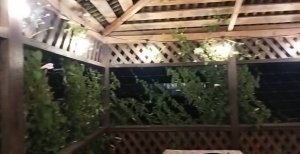 Беседка, утопающая в зелени. Какие растения посадить вокруг беседки