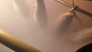 Работа электростатики в коптильной камере