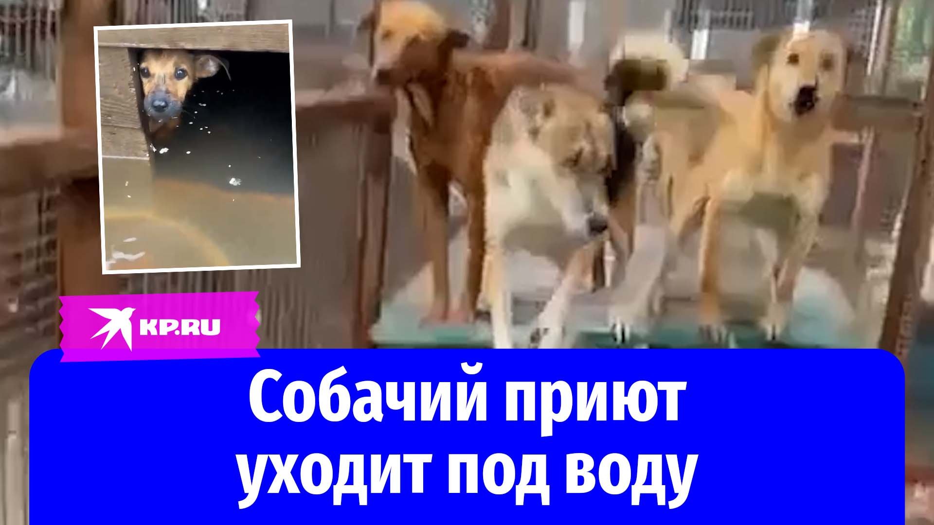 Приют для бездомных животных уходит под воду в Приморском крае