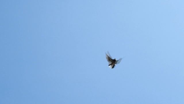 Слёт с крыши . Безкружные голубята. смотреть онлайн