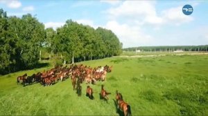 ОРЛОВСКИЕ РЫСАКИ В ТЮМЕНИ