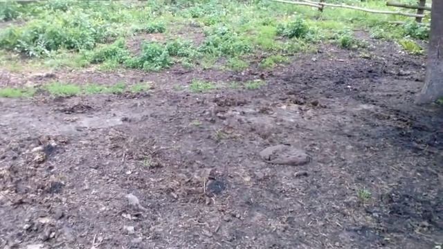 Сколько навоза дает корова за год и куда он девается