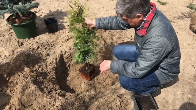 Посадка контейнерных растений