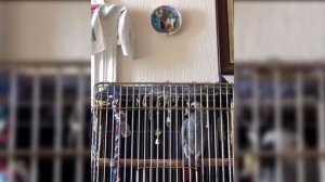 Тимоша говорящий попугай, вид Жако. Подборка видео #8