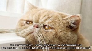 Почему кот часто ходит в туалет