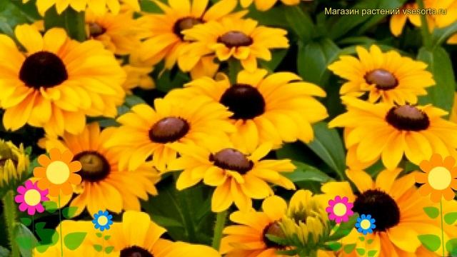 Рудбекия волосистая Тото Голд. Краткий обзор, описание характеристик rudbeckia hirta Toto Gold смотреть онлайн