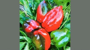 Ранние сорта перцев для открытого грунта