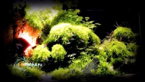 Лучший аквариум от ФанФишки ❤️ с любовью!