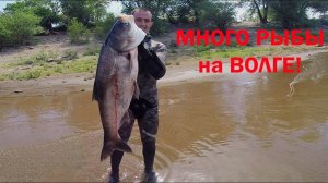Подводная охота на толстолобика в Волгограде летом!