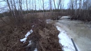 ВАЛЬДШНЕП протянул. Охота в КАЛУЖСКОЙ области. Охота со спаниелем. На ТЯГЕ.