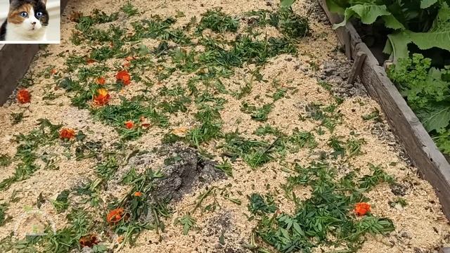 Чем полезны бархатцы для огорода. Оздоровление почвы осенью