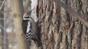 Средний пёстрый дятел ( Leiopicus medius )