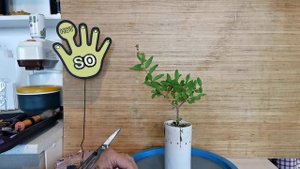 2.Бонсай Маме из Граната обрезка часть 2.mp4