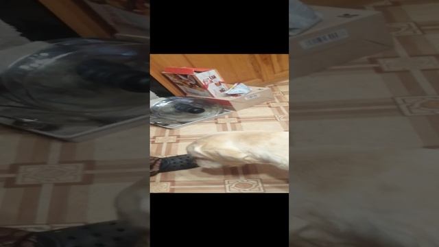Четвероногий друг Ричард
