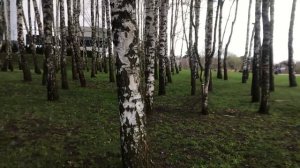 #футаж Берёзовая роща ранней весной