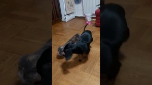 Собака и кот спариваются.