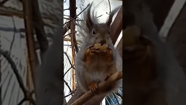 Орехи бывают разные! Грецкие тоже вкусные!