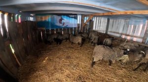 Ферма БУНТУЕТ, об овцах, расход сена, и немного о планах!