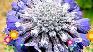 Примула головчатая Noverna Deep Blue. Краткий обзор, описание характеристик, где купить саженцы