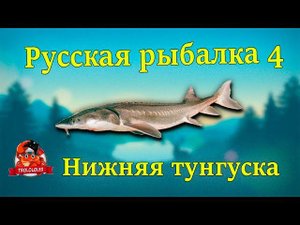 Русская рыбалка 4. Нижняя тунгуска. Осётр и Стерлядь.