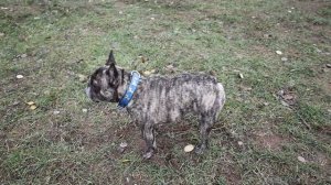 Характер ФРАНЦУЗСКОГО БУЛЬДОГА. Кому подойдёт порода