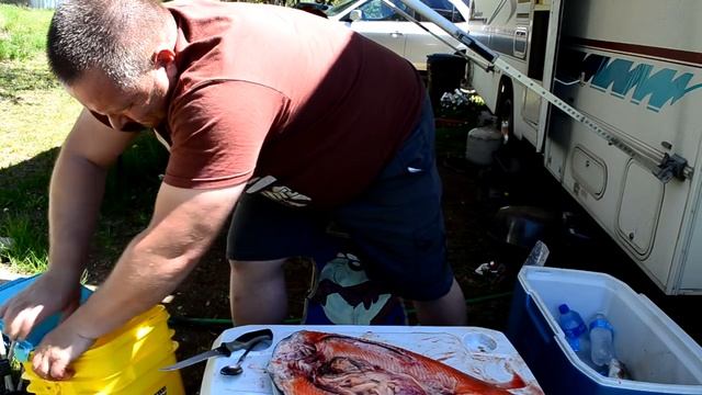Разделка рыбы ложкой. Разделка рыбы на копчение (форель) смотреть онлайн
