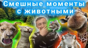 Смешные моменты с животными