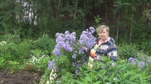 Колокольчик молочноцветковый Причардс Вэрайети в моем саду