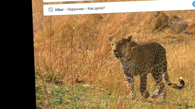 каким животным является Ханни (Лере спасибо 🗿👌) смотреть онлайн