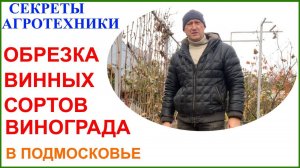 Осенняя обрезка технических сортов винограда в Подмосковье