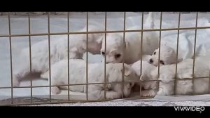 Ах,какие же мы сладкие...