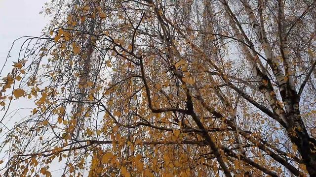 Обзор влогов / Многомама / Идеи для спасения канала Многомама \ Тухловлоги уже никому не интересны