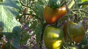 Томат страусиное яйцо