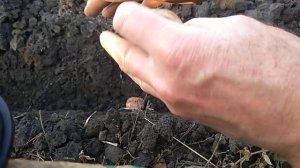 ПОСАДКА ГРЕЦКОГО ОРЕХА ПЛОДОМ