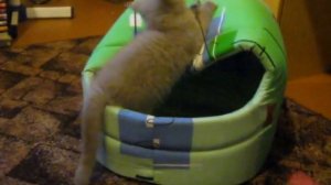 Шотландская прямоухая