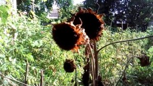 Тест камеры ASSISTANT AS-503 - видеосъемка