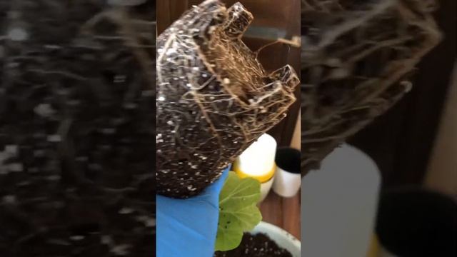 #77. Пересадка пеларгоний весной смотреть онлайн