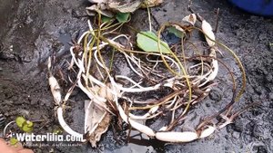 Как выглядит корень лотоса выращенного из семян Посадка корней лотоса