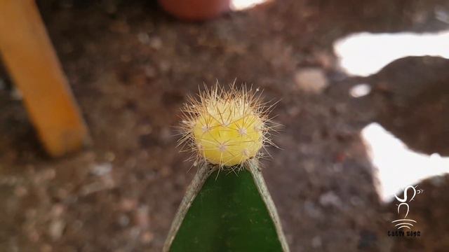 Echinopsis subdenudata Bicolor Making more Pups