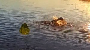 Рыбалка на Вуоксе