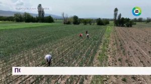 Токсичные пауки-каракурты нападают и смертельно жалят людей в Казахстане. Погода в СНГ