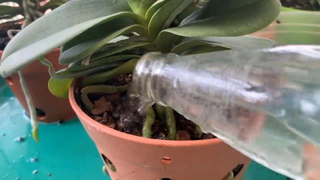 I water it like that and every orchid grows full of magical flowers and roots смотреть онлайн