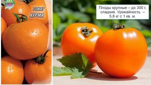 Крупноплодные сорта томатов для теплиц