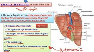 GIT 2 (large intestine and accessory digestive organs)