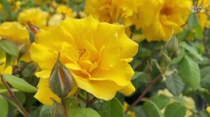 Роза флорибунда `Stuttgardia`