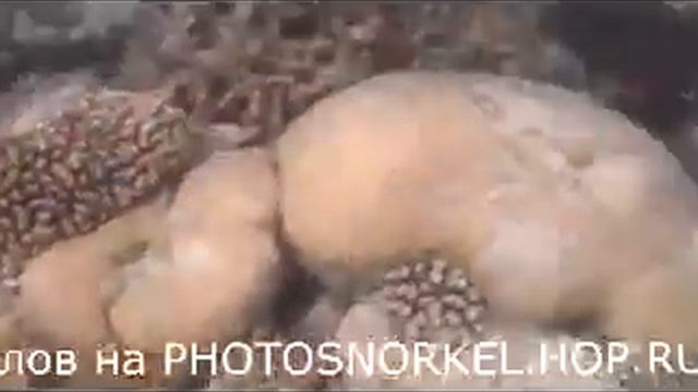 Осьминог и его мимикрия (Octopus and its mimicry) смотреть онлайн