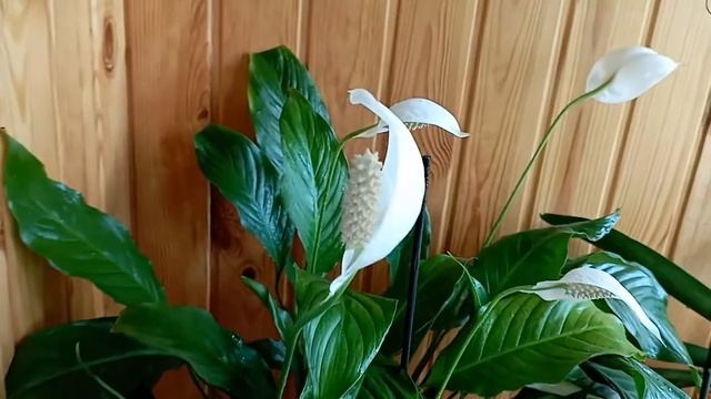 Мой Спатифиллум и уход за ним (Женское счастье) / my spathiphyllum and its care смотреть онлайн