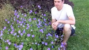 Geranium 'Rozanne' - 'Rozanne' Cranesbill