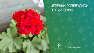 Черенки розебудной герани